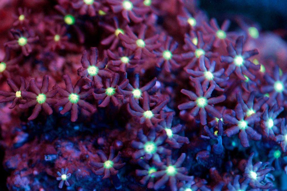CERVERA JAZMIN Niebieskie Zółte  Szczepka 3x3cm FLUOLAMPS.PL WYSYLKI