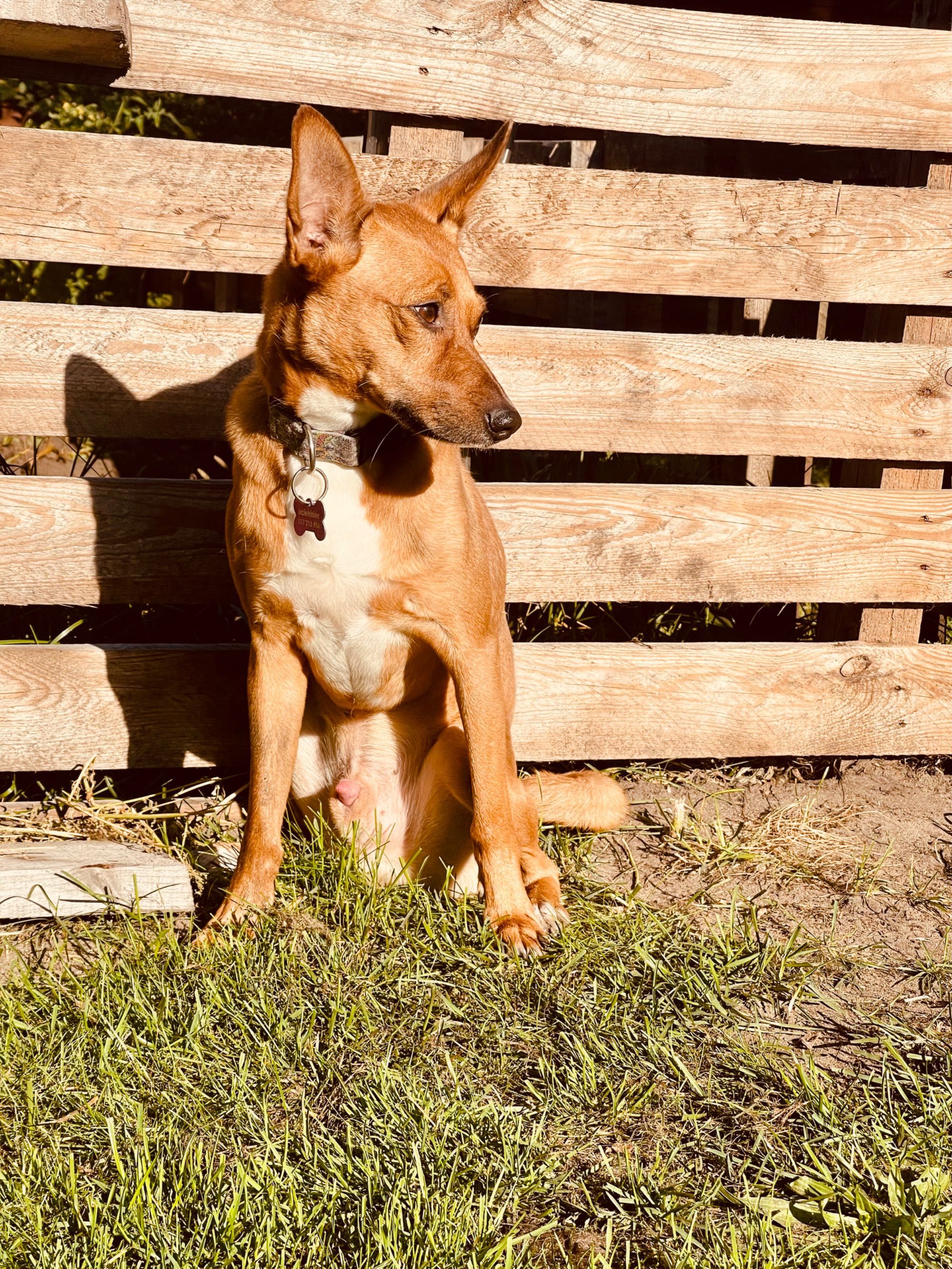 Paco w typie rasy Basenji szuka wyjątkowego domu