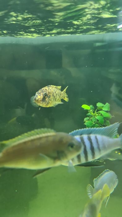 Labeotropheus Fuelleborni Katale