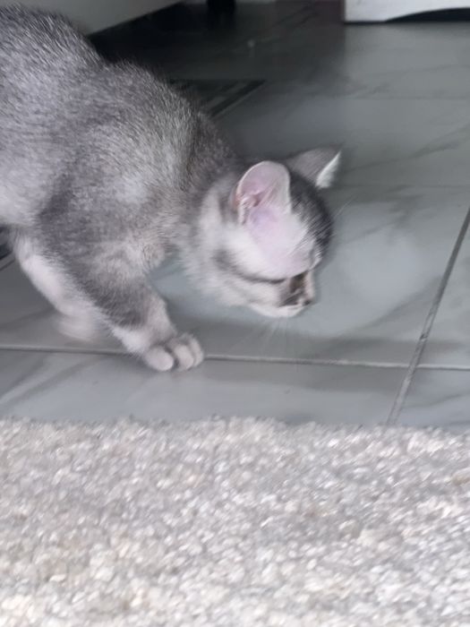 Кошеня британське срібна шиншила . Бейбі фейс