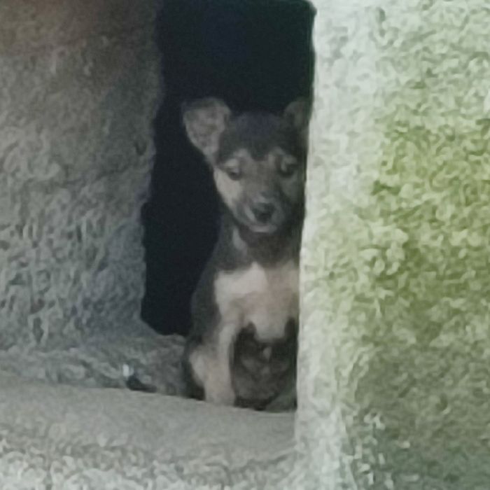 Цуценята в добрі руки (Бердичів і Житомир)