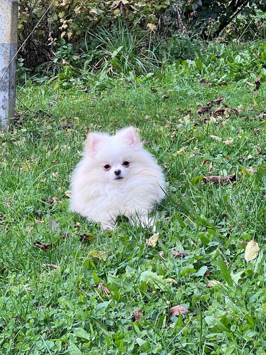 Szpic Pomeranian