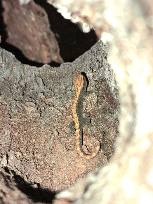 Gekon Płaczący - Lepidodactylus Lugubris