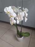 Storczyk Kwiat orchidea