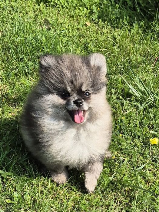Szpic miniaturowy Merle chlopak malutki
