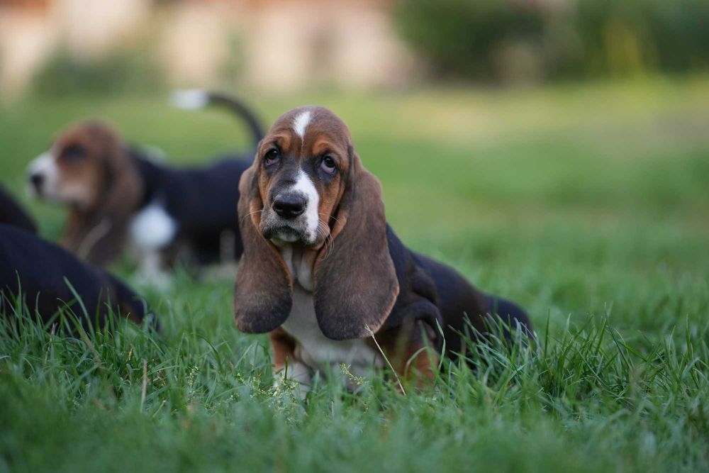 Basset Hound Suczka