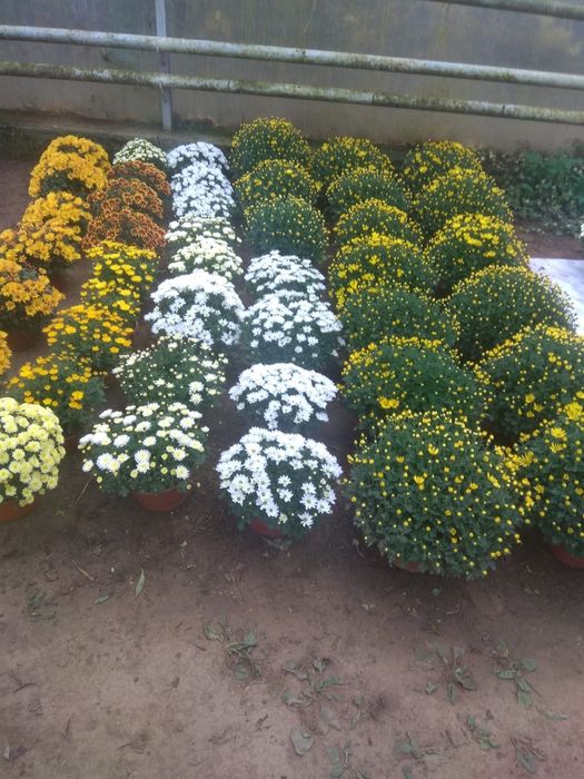 Chryzantemy drobnokwiatowe chryzantema kwiaty doniczkowe