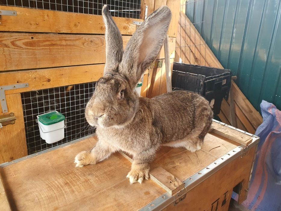 Samiczka Olbrzym Belgijski 6mcy po rodzicach z rodowodem