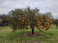 Árvores de fruto