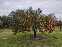 Árvores de fruto