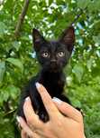 Маленькая черная котёнок-девочка ищет дом! Отдам в хорошие руки!