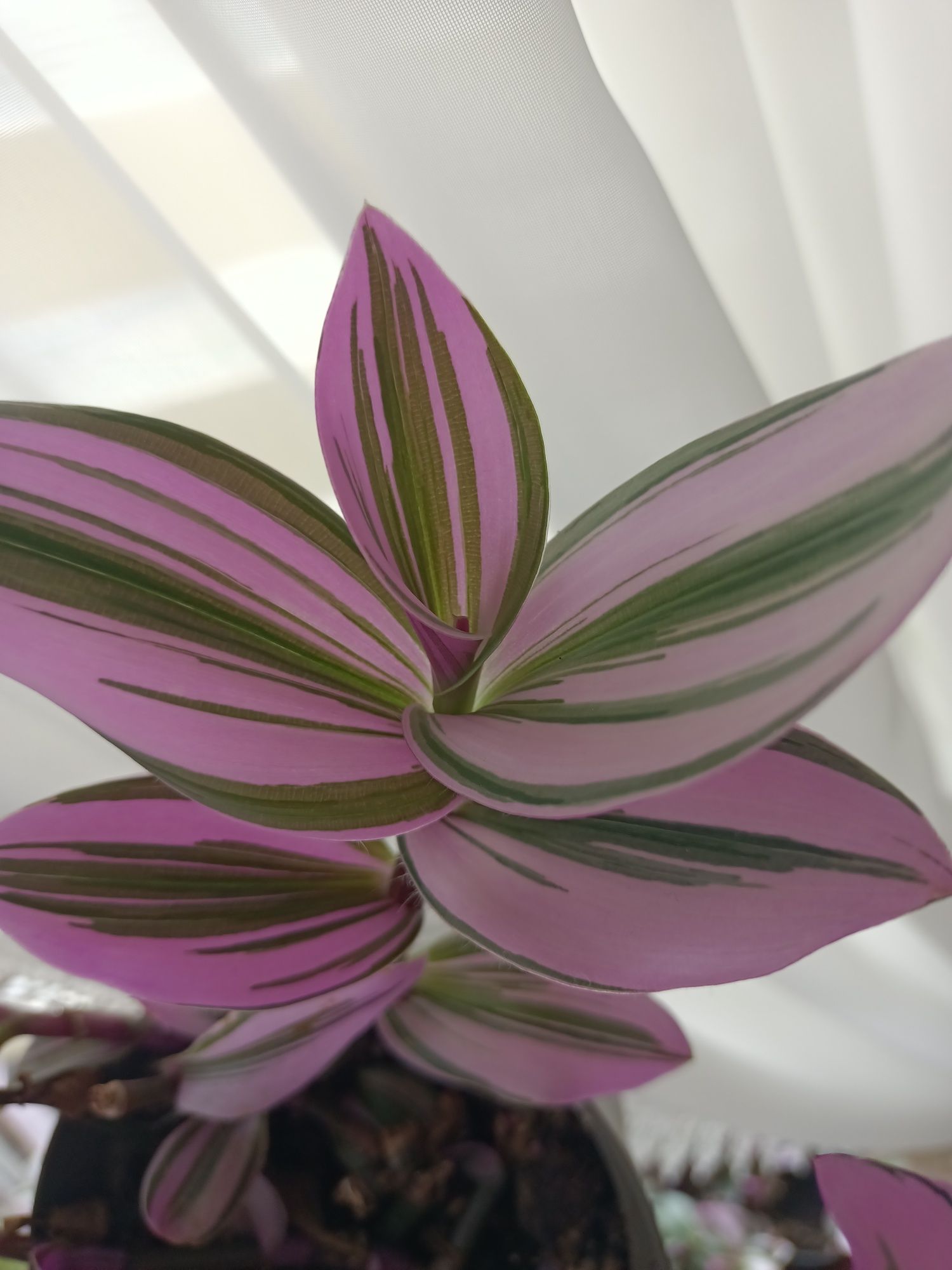 Trzykrotki tradescantia Zebrina Nanouk Pink Paradise kwiaty  kolorowe