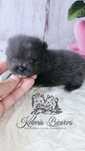 Pomeranian Blue & white dla Konsenera PASZPORT!