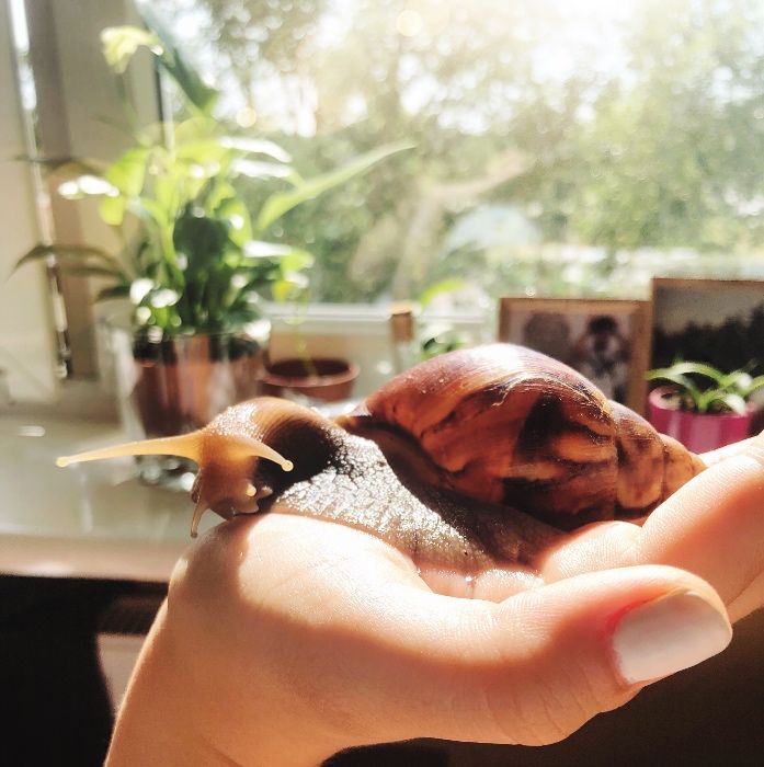 Achatina fulica ślinak Afrykański