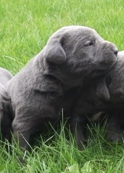 Cane corso szczeniak
