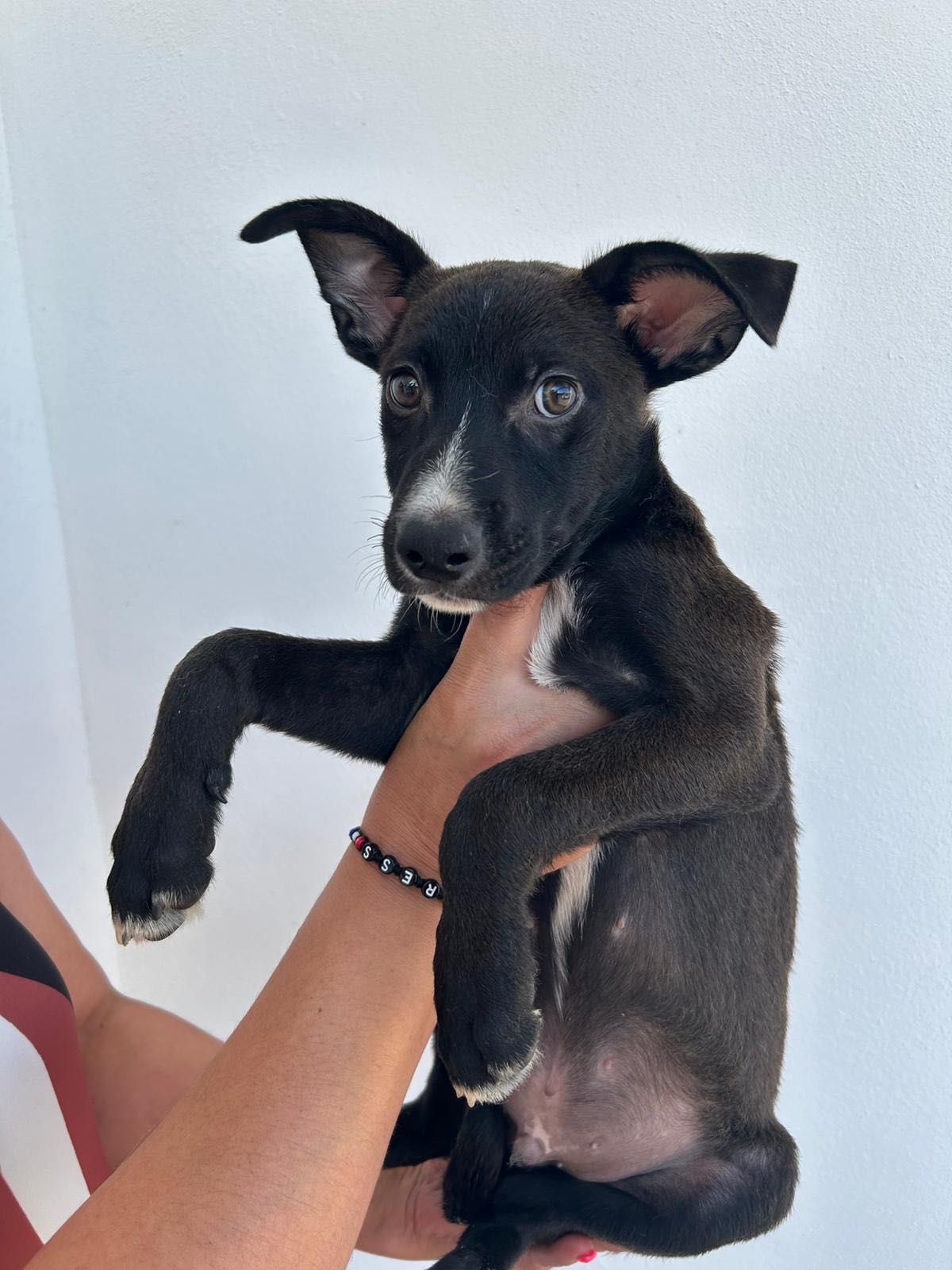 Cachorro para adoção RESPONSÁVEL