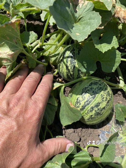 Насіння дині, семена дыни Днесровская ранняя,