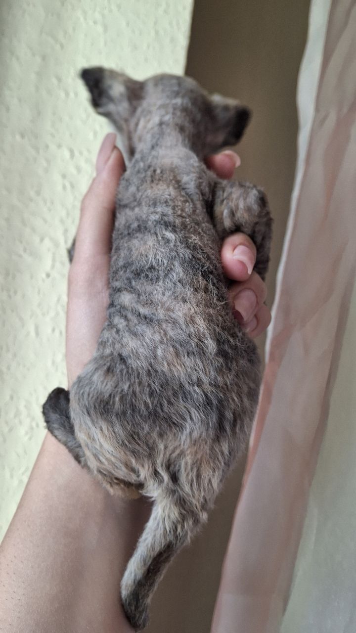 Devon Rex piękna kotka