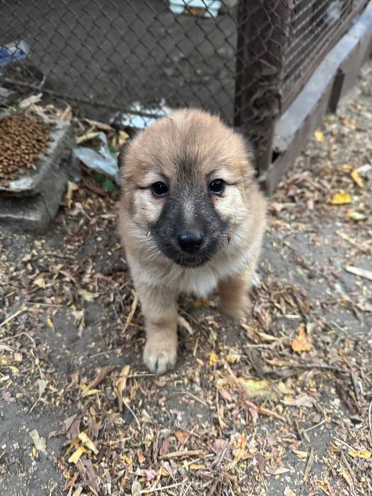 Щенок в добрые руки