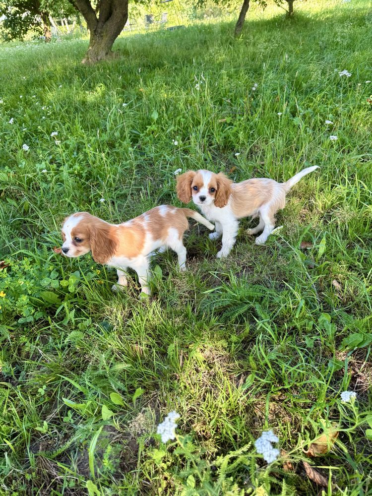 Cavalier king charles spaniel