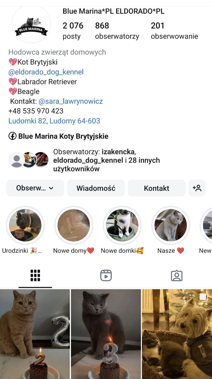 Kot Brytyjski kotka Tina cętkowana odbiór czerwiec