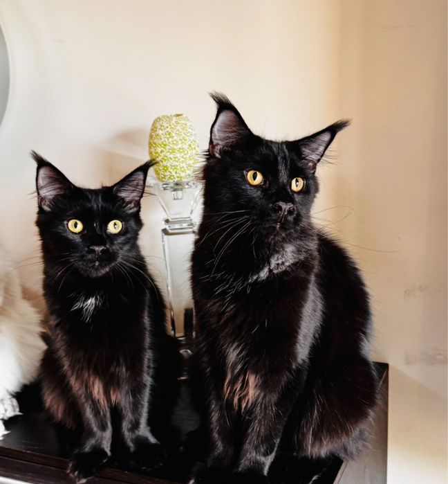Maine Coon kocur