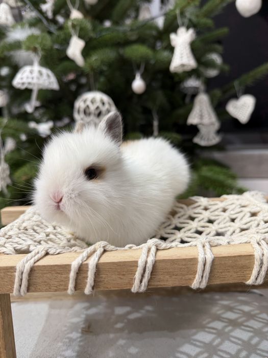 królik karzełek do rezerwacji