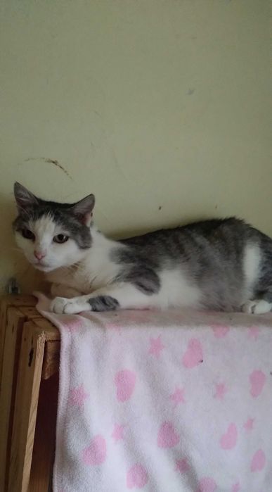 3 mieś kociaki szukają domu