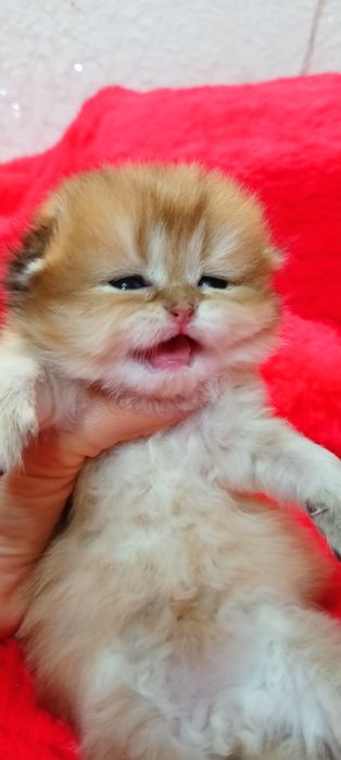 Шотландський висловухий котик золота шиншила