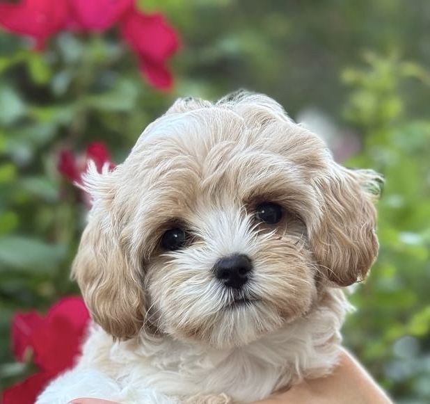 Чудові цуценята мальтіпу, шпіц, бішон