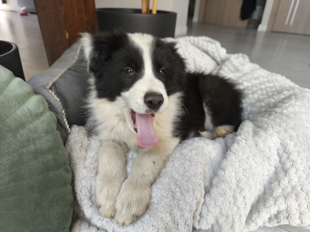 Border Collie Samiec