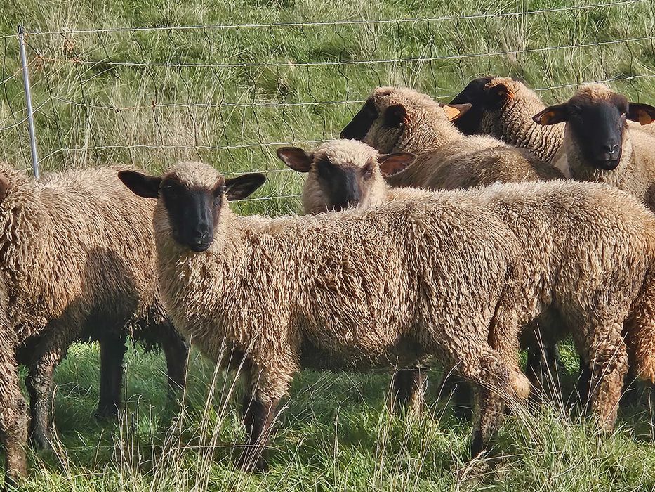 Baran tryk czarnogłówka