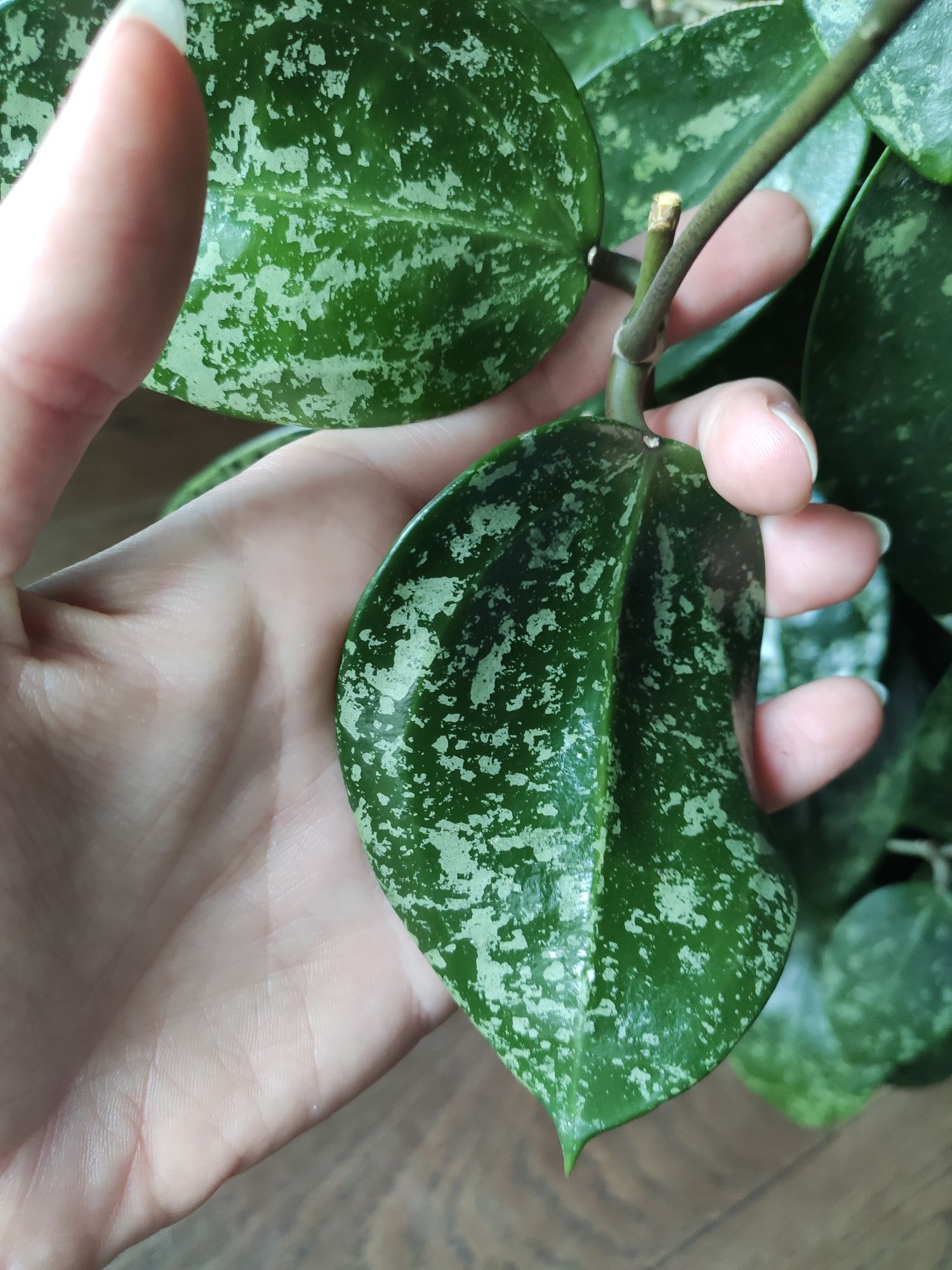Hoya acuta 997 (stable pink spot splash on cordate leaves)