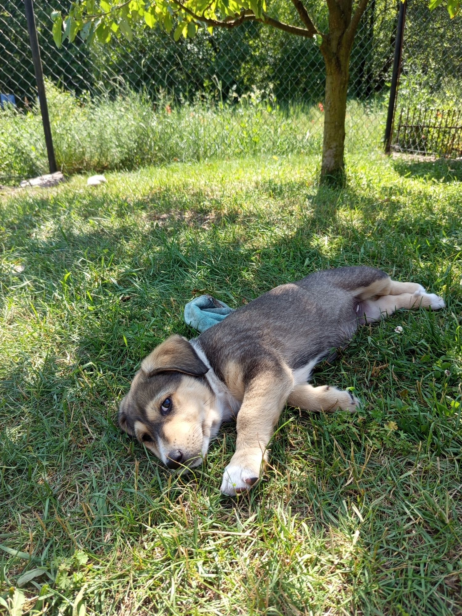 Oddam w dobre ręce