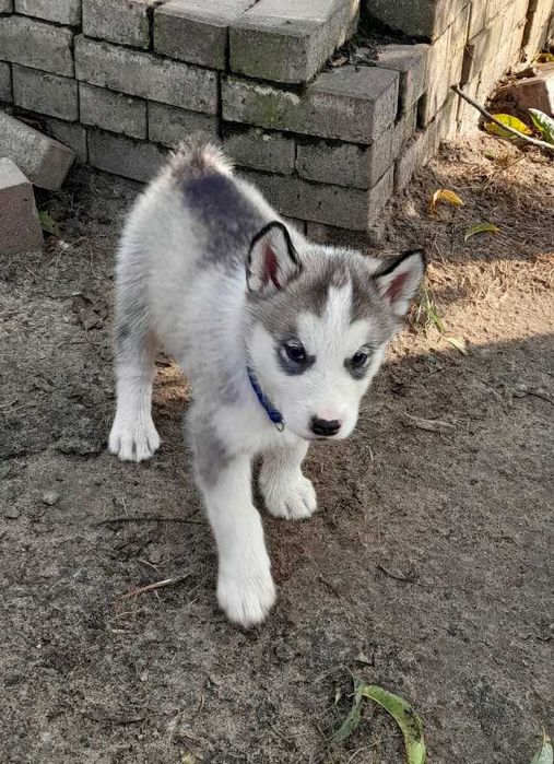 Szczeniak Alaskan malamute