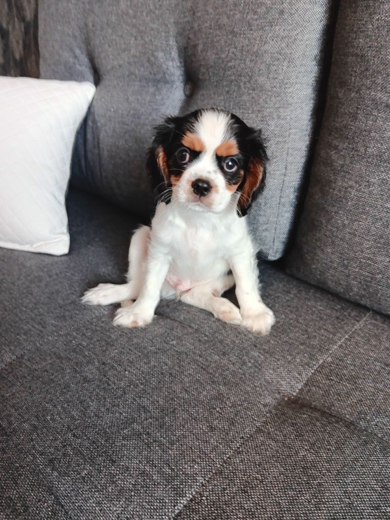 Cavalier King Charles Spaniel piesek