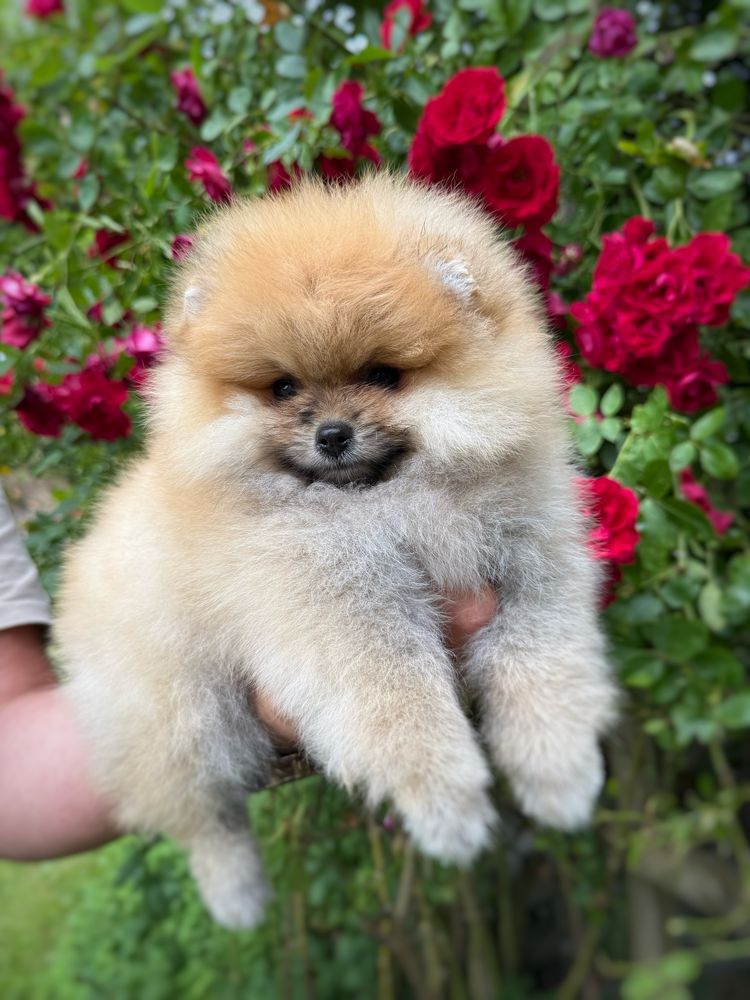 Pomeranian Szpic miniaturowy Miś orange Suczka Zkwp FCI