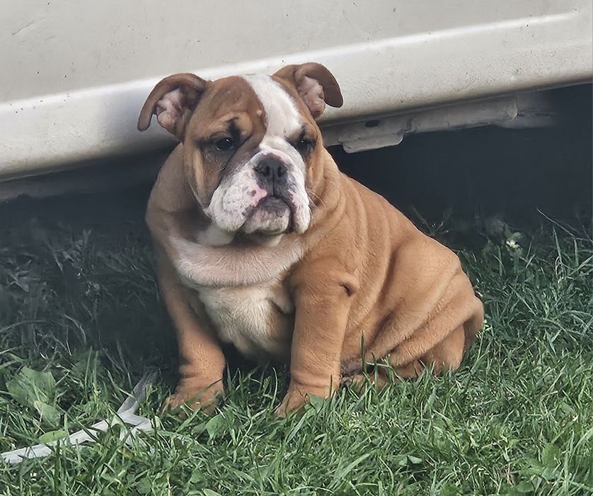 Buldog Angielski - suczka