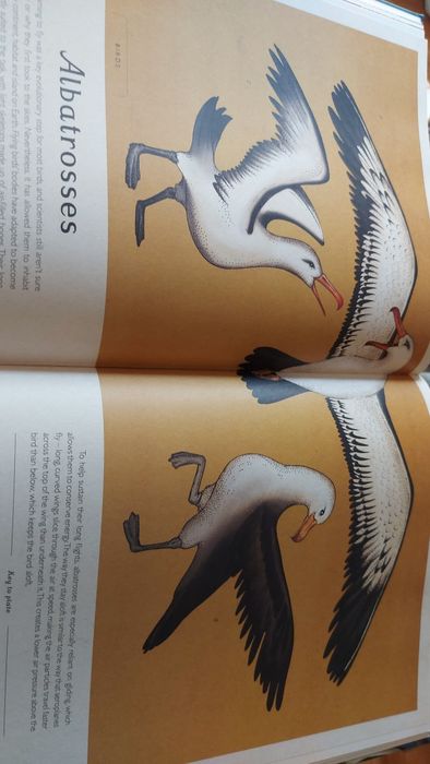 Animalium curated by Katie Scott and Jenny Broom