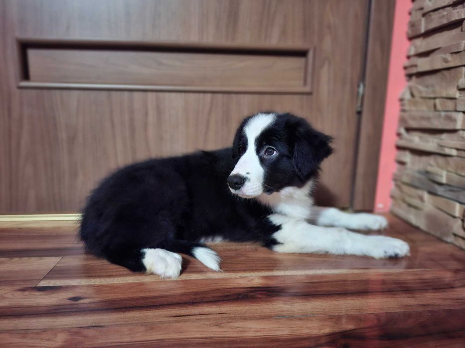 Border Collie piękny szczeniak piesek czarno - biały:-) cud natury