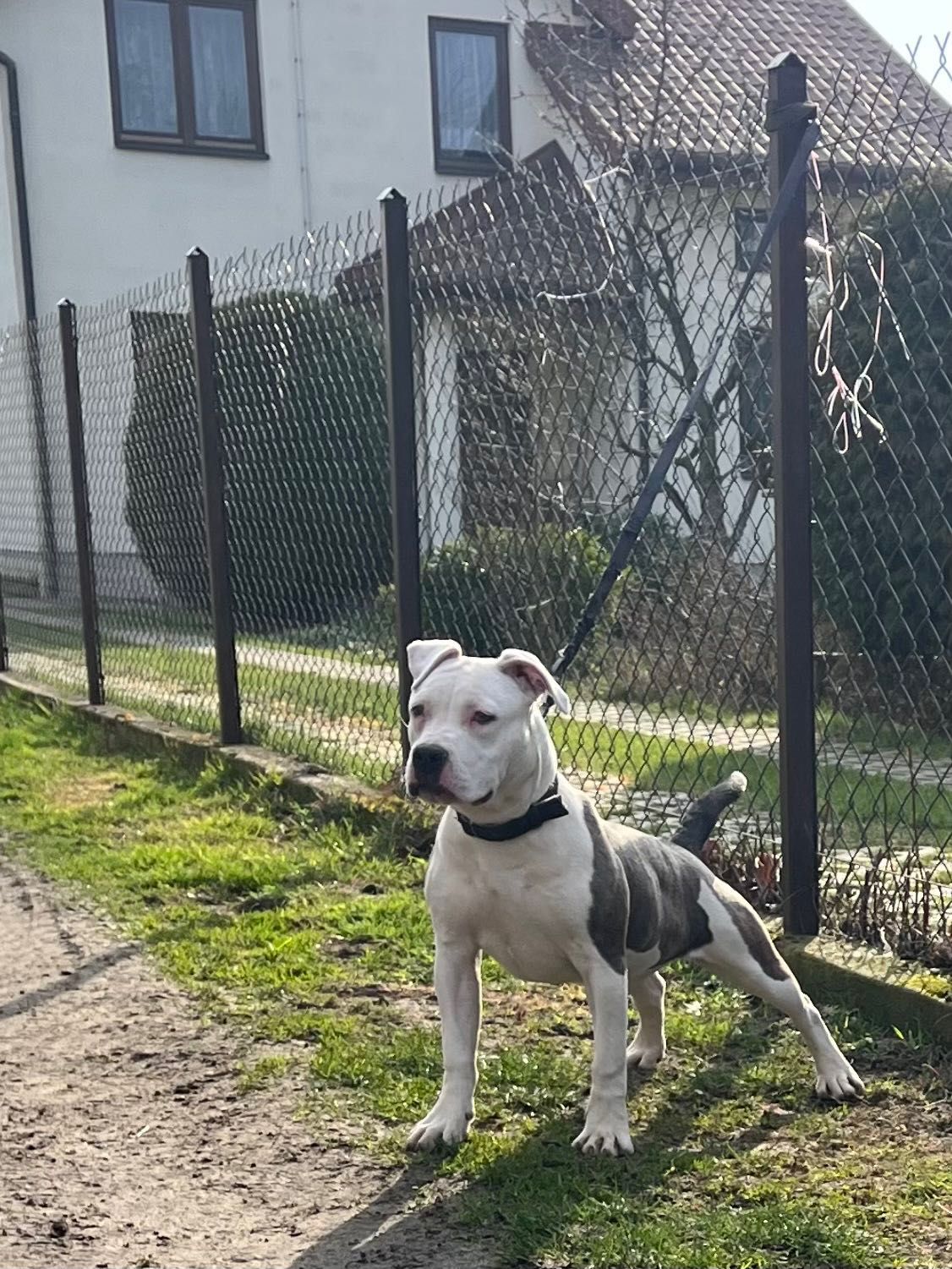 American Staffordshire Terrier Amstaff