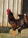 Rhode Island Red