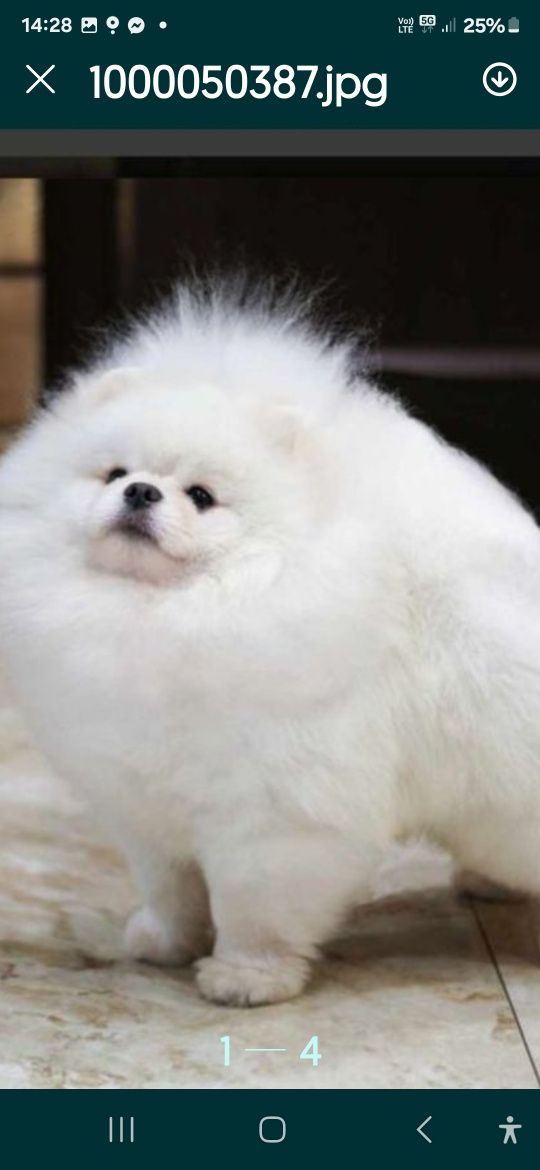 Pomeranian bialy mis boo przepiekny  FCI