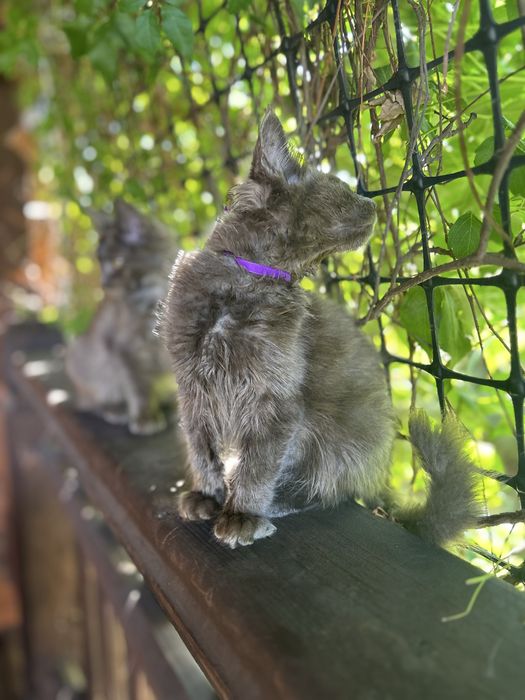 Maine coon  niebieski solid