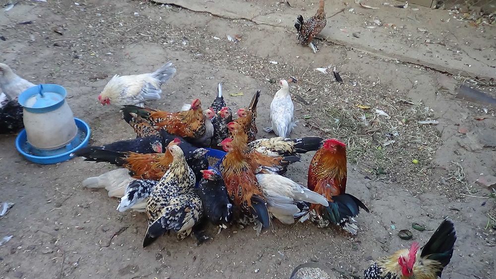 кури карликові. мільфльор