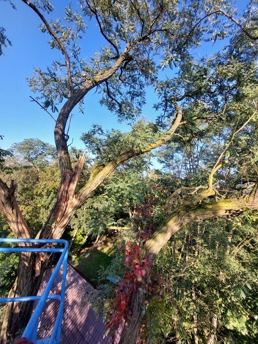 Wycinka Przycinka w trudno dostępnych miejscach podnośnik koszowy