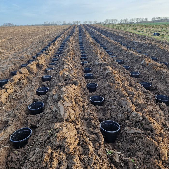 Jodła Kaukaska (Abies Nordmanniana) w donicy ukorzeniona 30cm