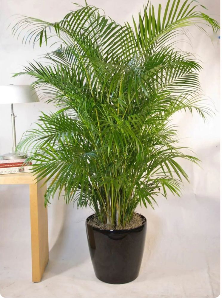 PALMEIRA-ARECA *Dypsis lutescens*
