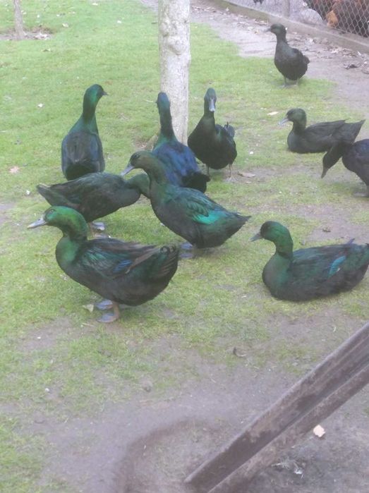 kaczki Kajuga para lub 2+1