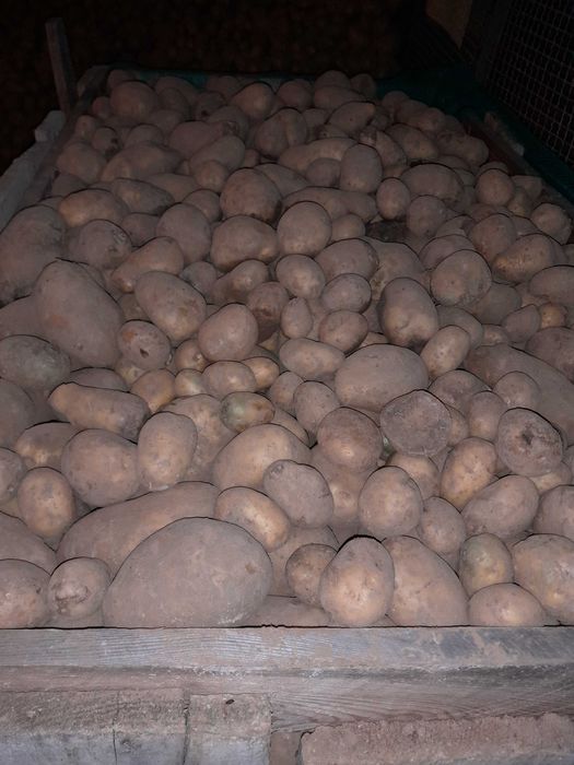 Ziemniaki jadalne soraya, wega z własnego gospodarstwa